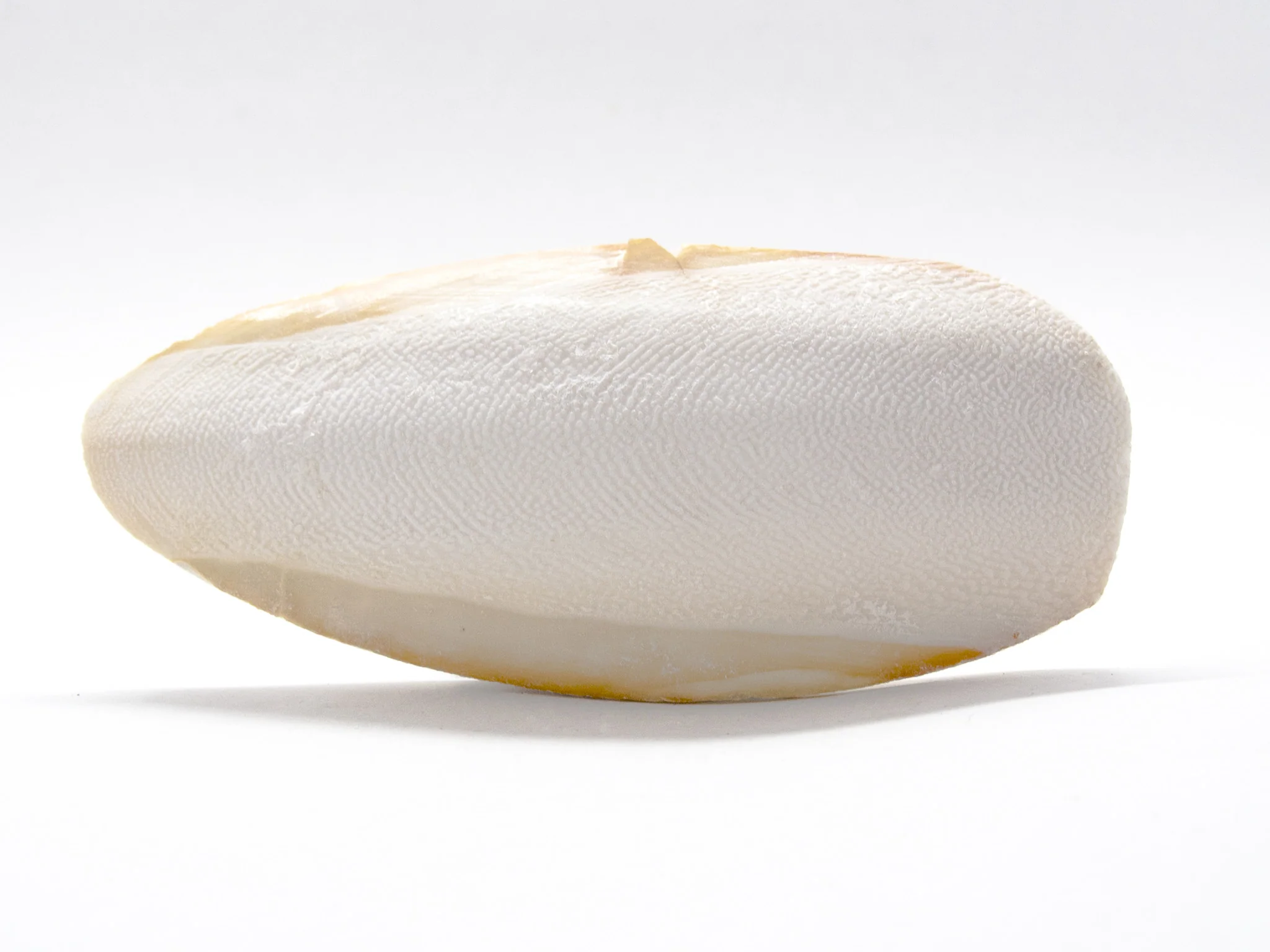 Cuttlebone (Natural Mineral Supplement) - Nestor' Aquariums & Pets