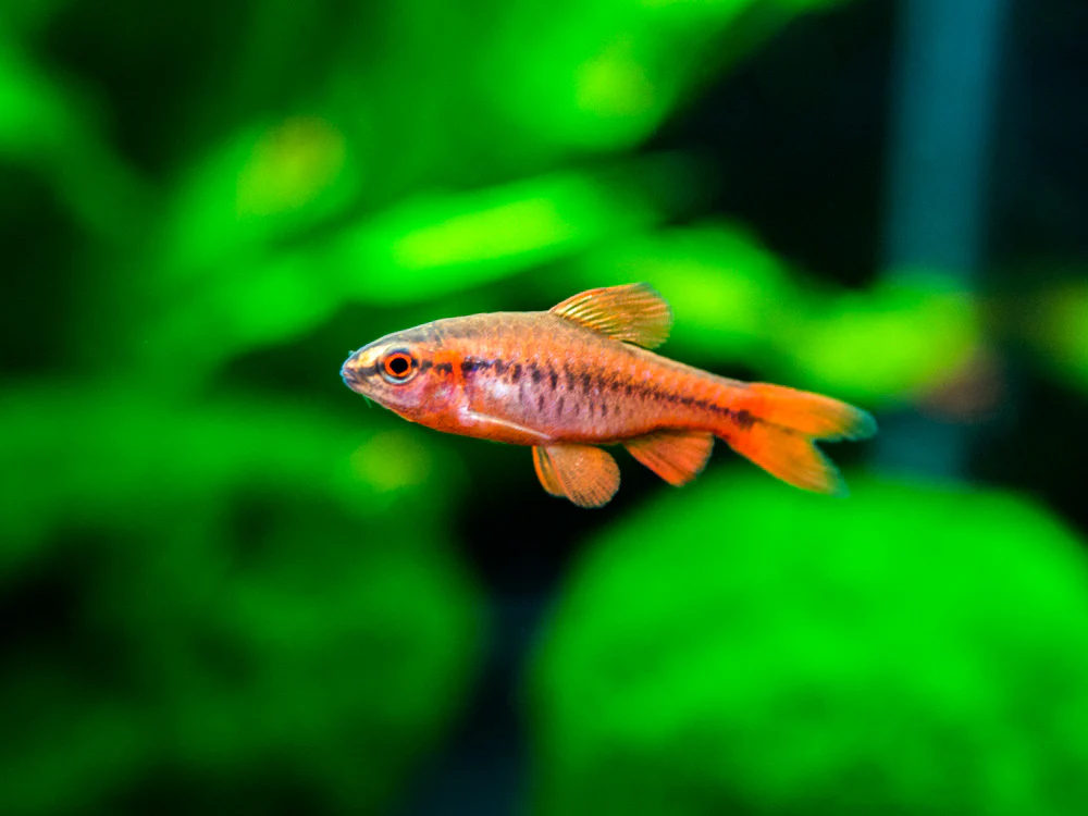 Cherry Barb (Puntius titteya), Tank-Bred - Nestor' Aquariums & Pets