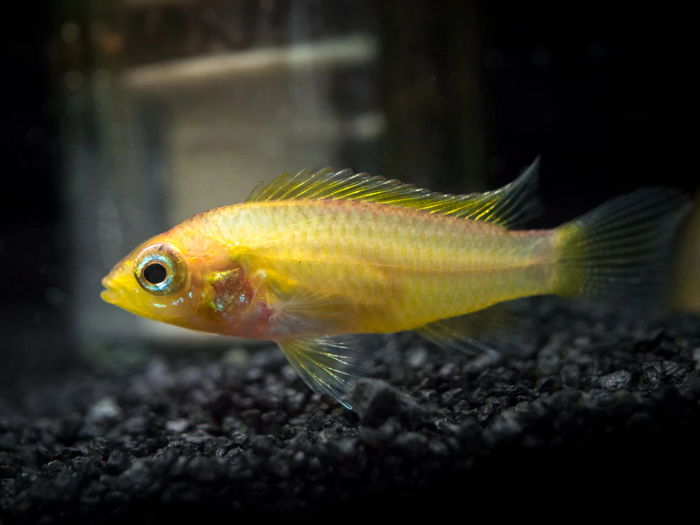 Golden Agassizi's Dwarf Cichlid (Apistogramma cf. agassizii 