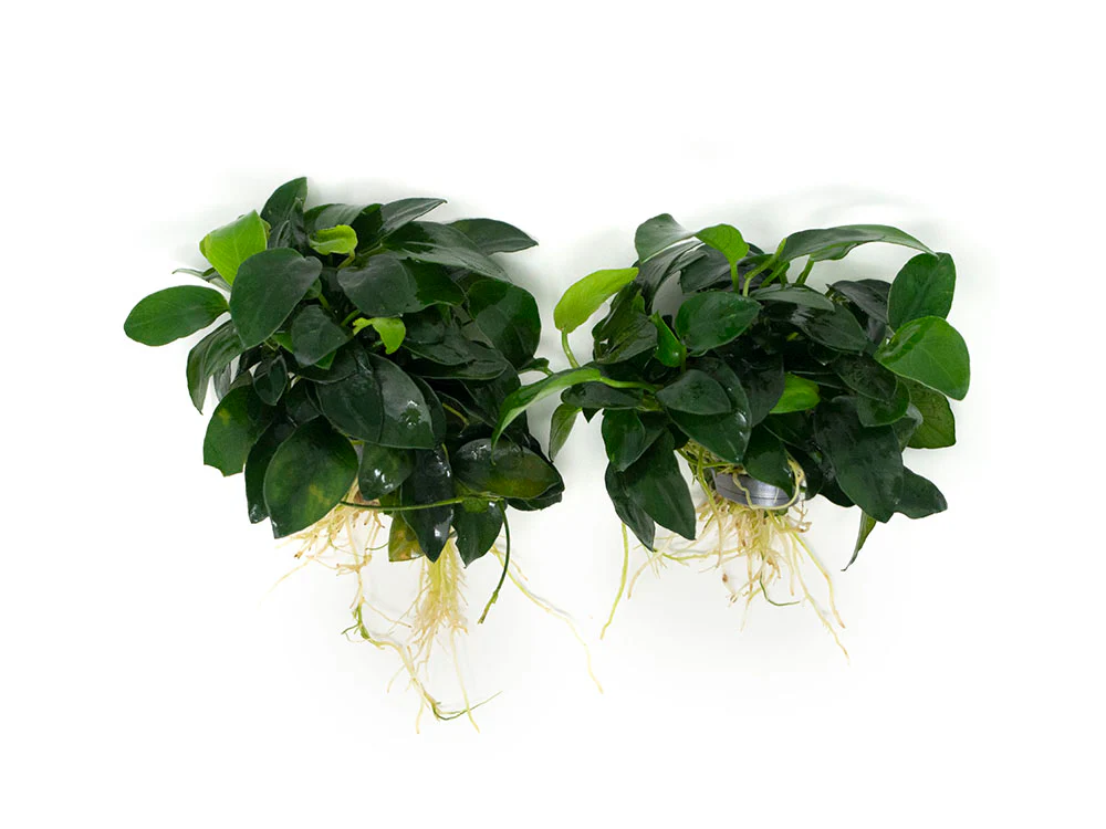 Petite Anubias Nana (Anubias barteri var. “Petite Nana”), EXTRA LARGE, Bare Root - Nestor' Aquariums & Pets