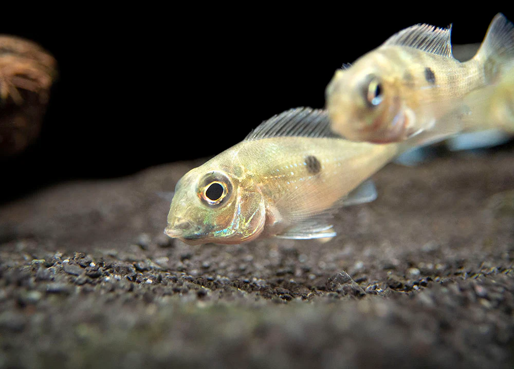 Sven's Eartheater Cichlid (Geophagus sveni), Tank-Bred! - Nestor' Aquariums & Pets