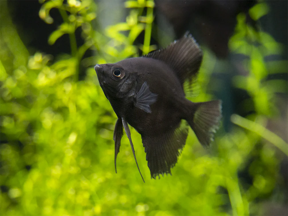 Black Angelfish (Pterophyllum scalare), Tank-Bred - Nestor' Aquariums & Pets