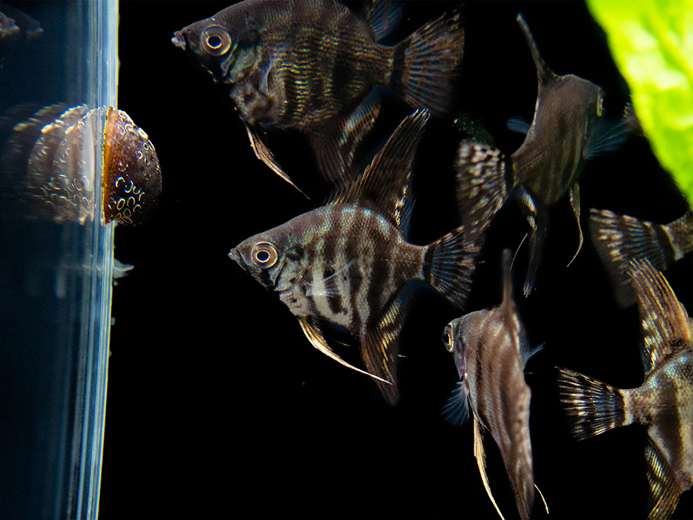 Black Zebra Angelfish (Pterophyllum scalare) - TANK-BRED! - Nestor' Aquariums & Pets