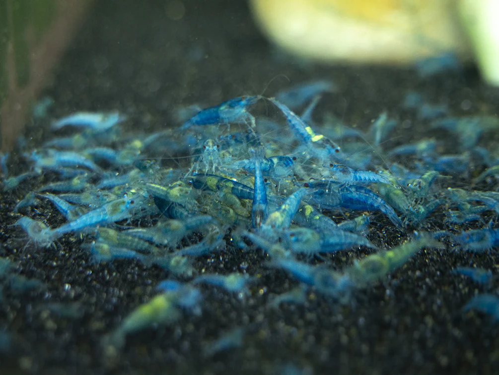Shrimp Envy - Complete Envy Shrimp Food - Nestor' Aquariums & Pets