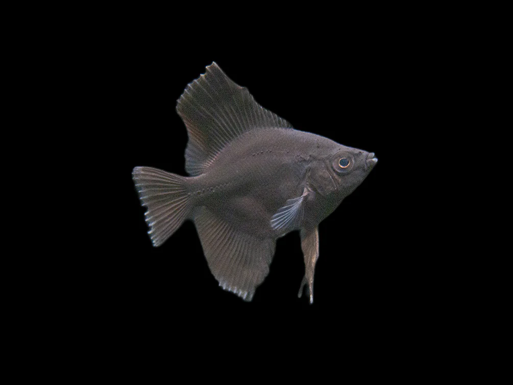 Black Angelfish (Pterophyllum scalare), Tank-Bred - Nestor' Aquariums & Pets