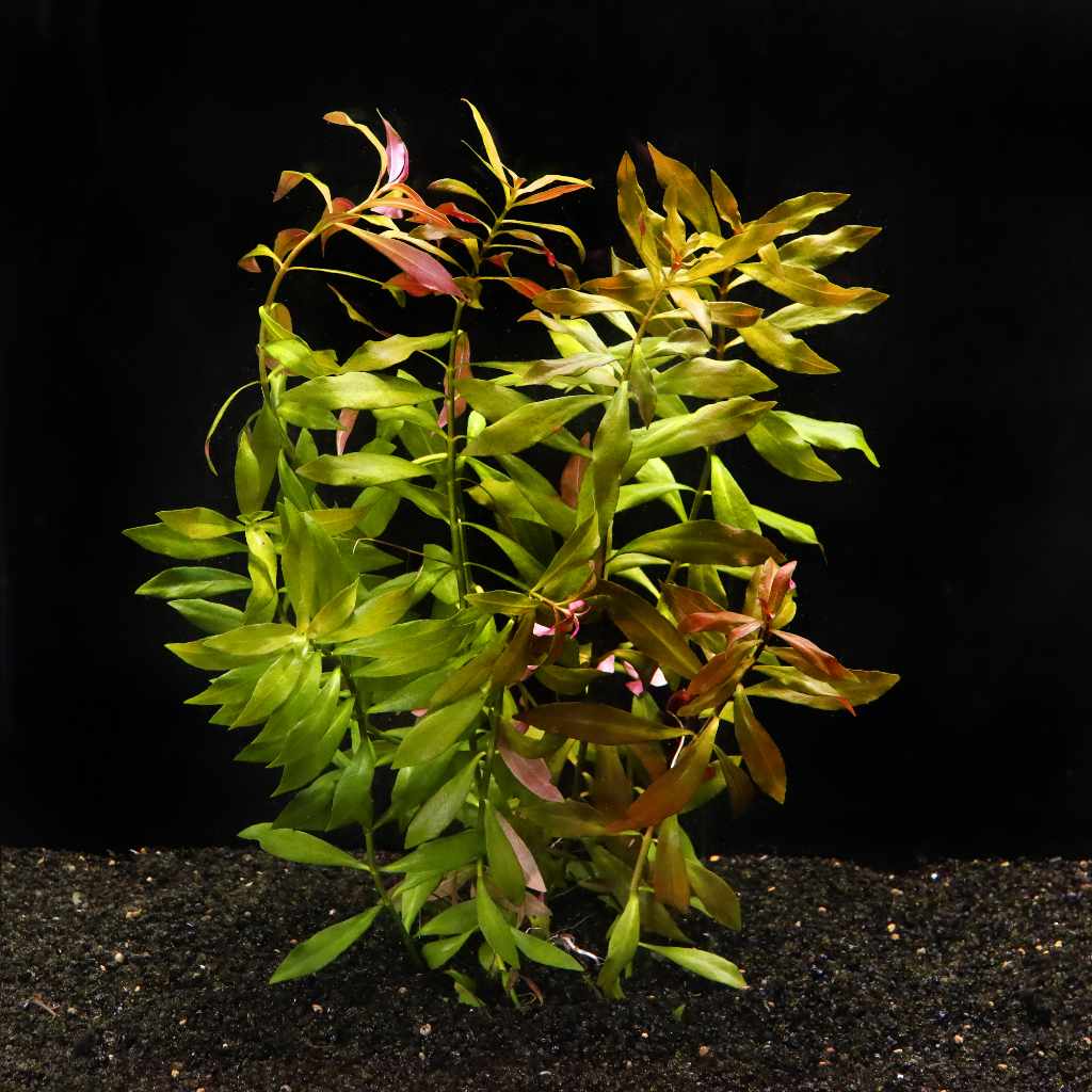 Ludwigia Repens 'Red' - Nestor' Aquariums & Pets