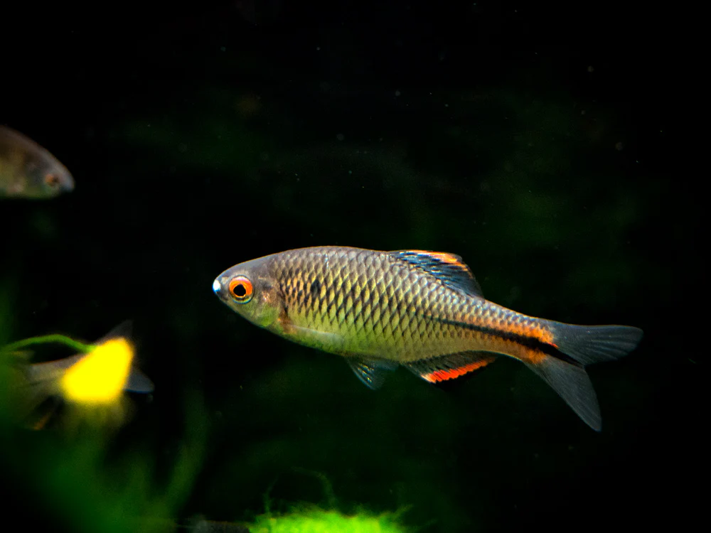 Blue Amur Taiwanese Bitterling (Paracheilognathus himantegus) - Nestor' Aquariums & Pets
