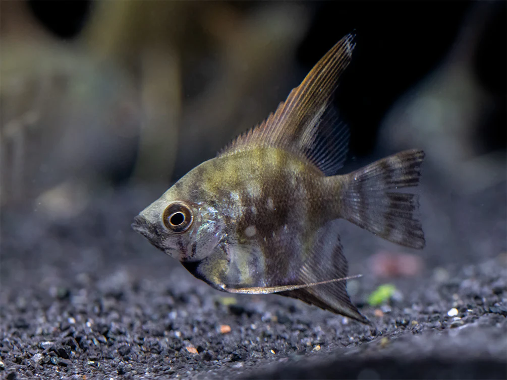 Leopard Angelfish (Pterophyllum scalare), TANK-BRED! - Nestor' Aquariums & Pets