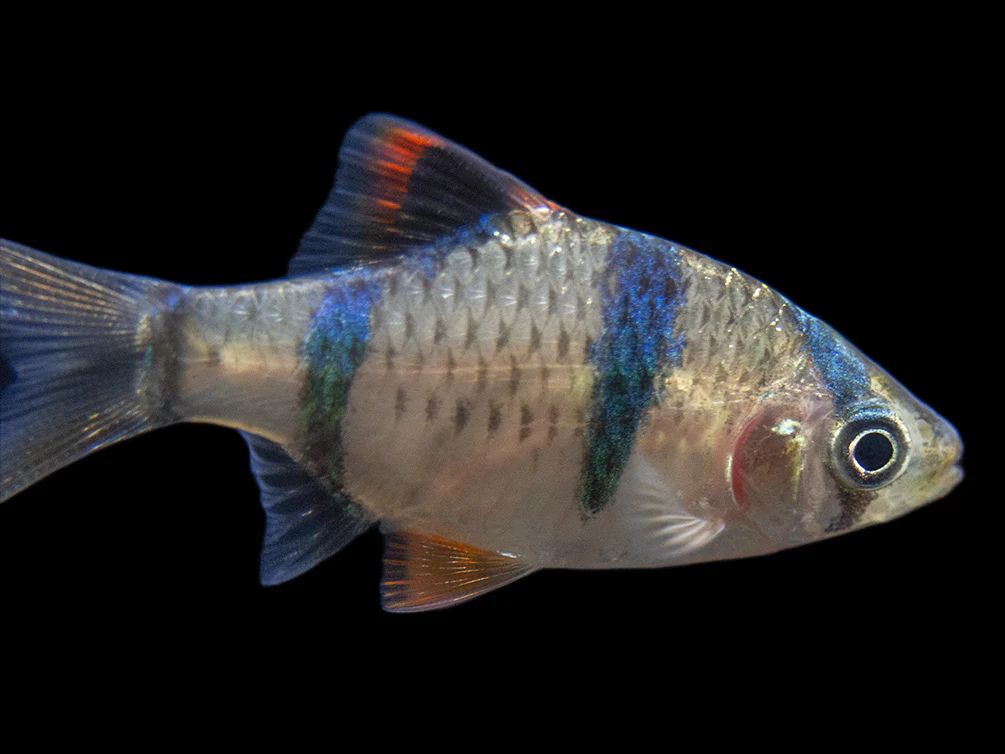 Tiger Barb (Puntigrus tetrazona), Tank-Bred - Nestor' Aquariums & Pets