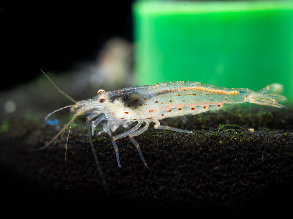 Amano AKA Yamato Shrimp (Caridina multidentata), CAPTIVE-BRED! - Nestor' Aquariums & Pets
