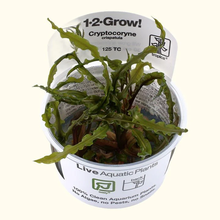 Cryptocoryne crispatula Tissue Culture - Nestor' Aquariums & Pets