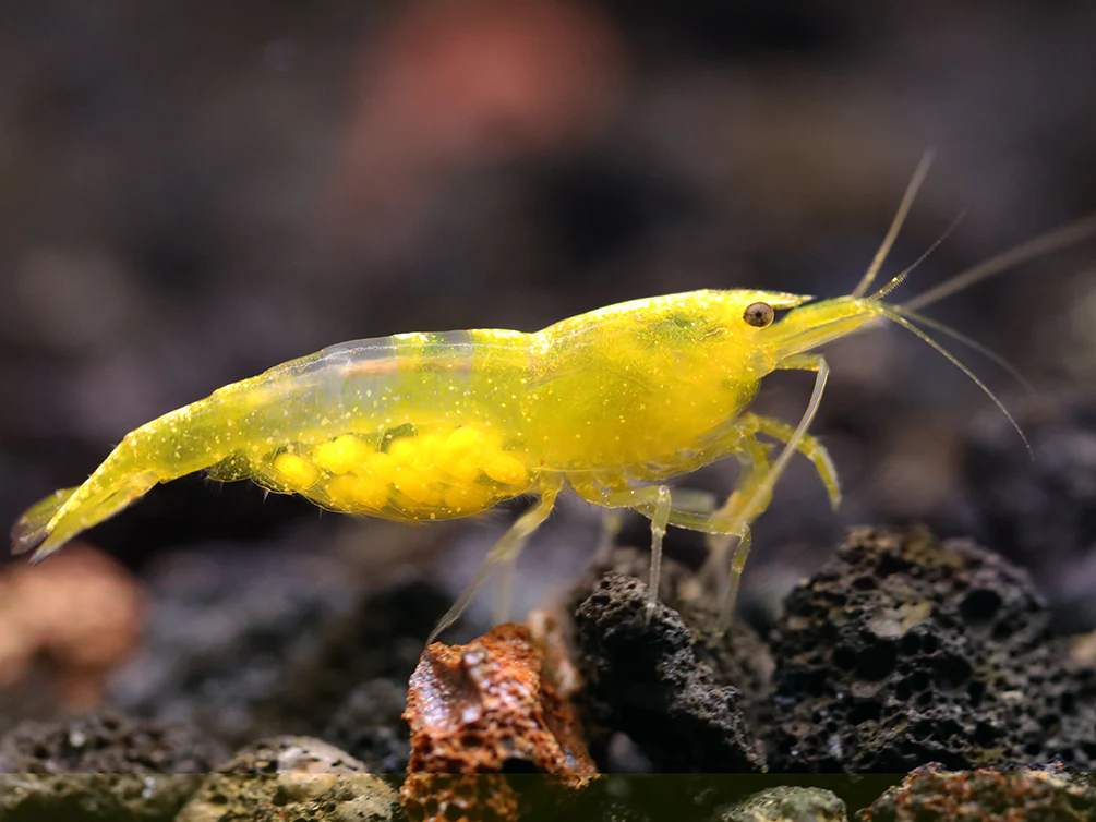 Yellow Cherry Shrimp (Neocaridina davidi) - Bred by Aquatic Arts - Nestor' Aquariums & Pets