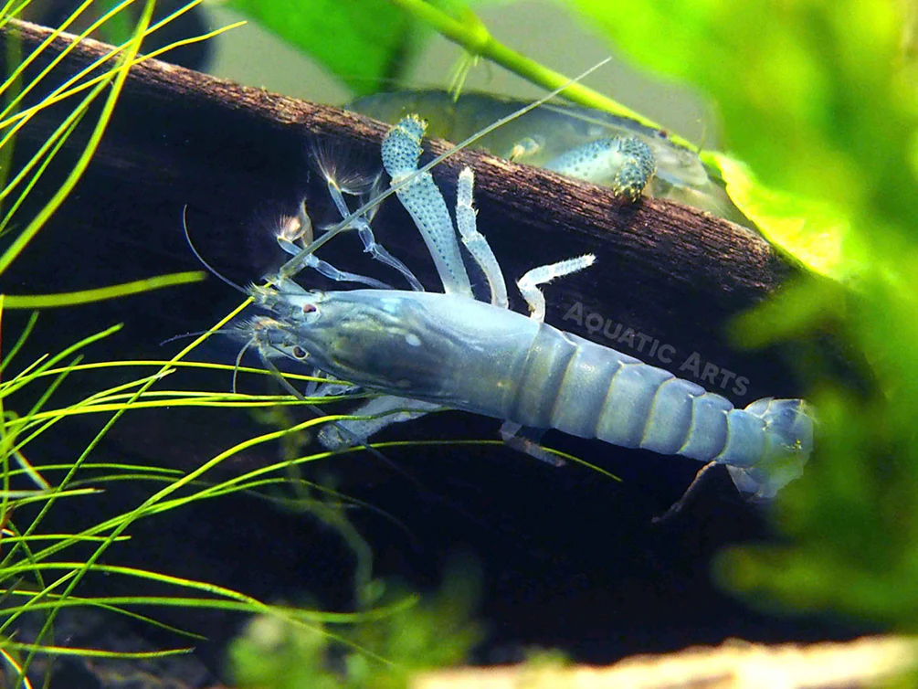 Vampire AKA Viper Shrimp (Atya gabonensis) - Nestor' Aquariums & Pets