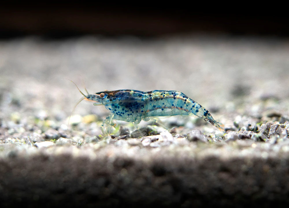 Dream Blue Velvet Shrimp Breeder Combo Box - Nestor' Aquariums & Pets