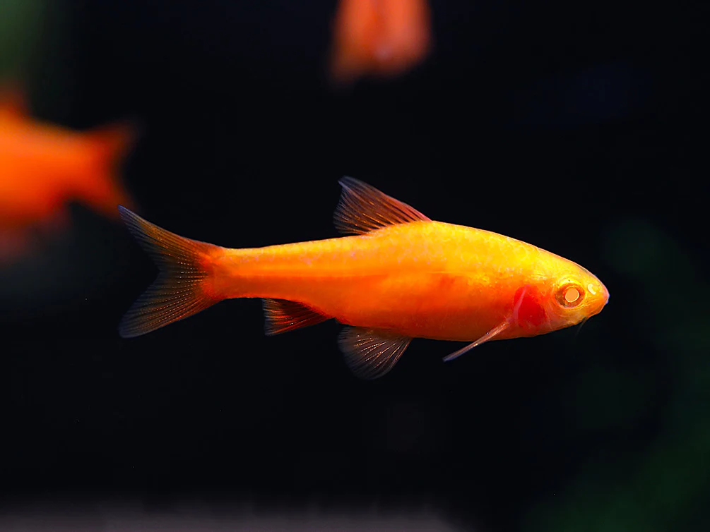 Albino Cherry Barb (Puntius titteya “Albino”) – Tank Bred - Nestor' Aquariums & Pets