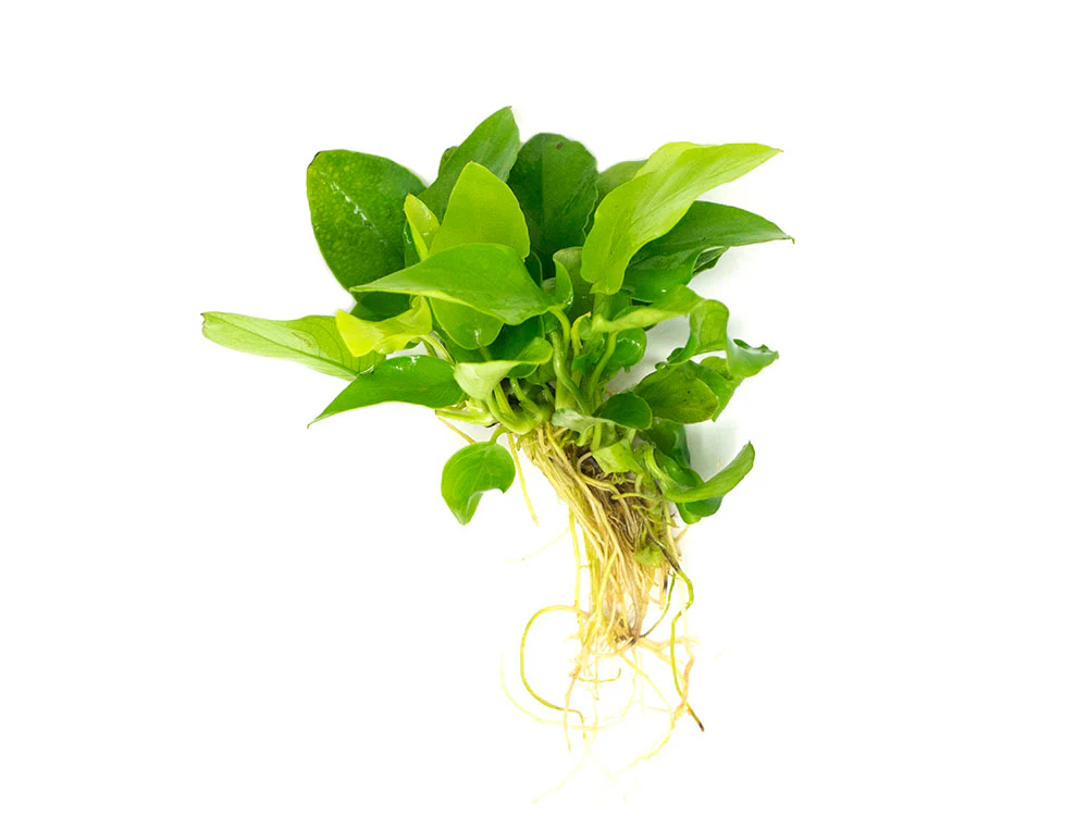 Golden Anubias Nana (Anubias barteri var. “Golden nana”), Bare Root - Nestor' Aquariums & Pets