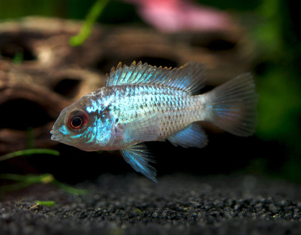 Electric Blue Acara Cichlid (Andinoacara pulcher hybrid), Tank-Bred! - Nestor' Aquariums & Pets
