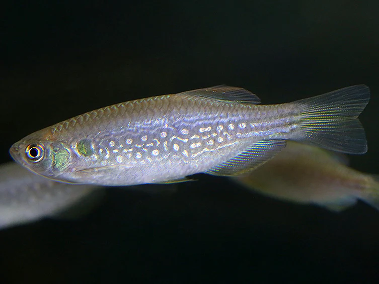 Moustached Danio (Danio dangila) - Nestor' Aquariums & Pets