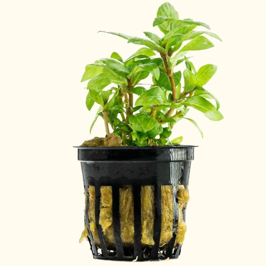 Staurogyne Repens - Nestor' Aquariums & Pets