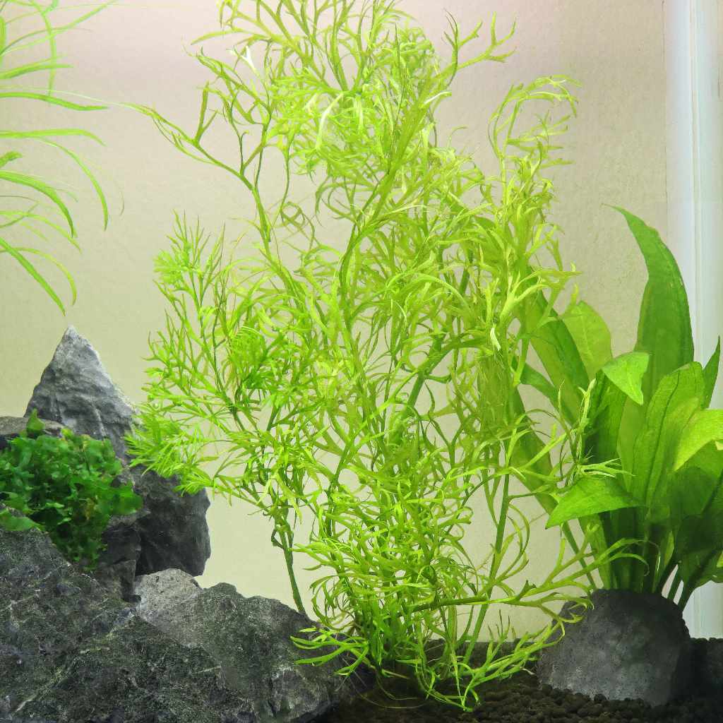 Water Sprite - Nestor' Aquariums & Pets