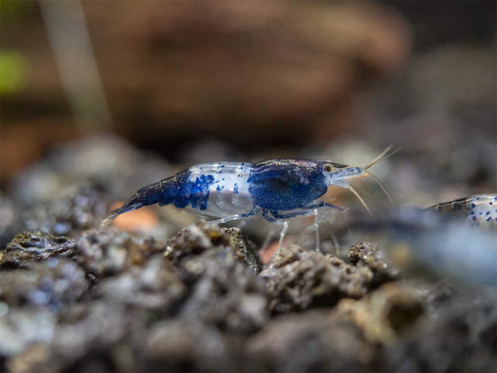 Carbon Rili Shrimp (Neocaridina davidi), Tank-Bred - Nestor' Aquariums & Pets