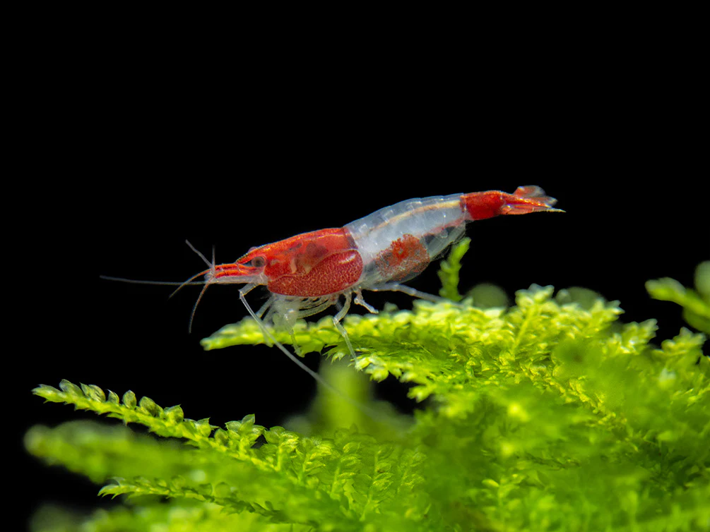 Red Rili Shrimp Breeder Combo Box - Nestor' Aquariums & Pets