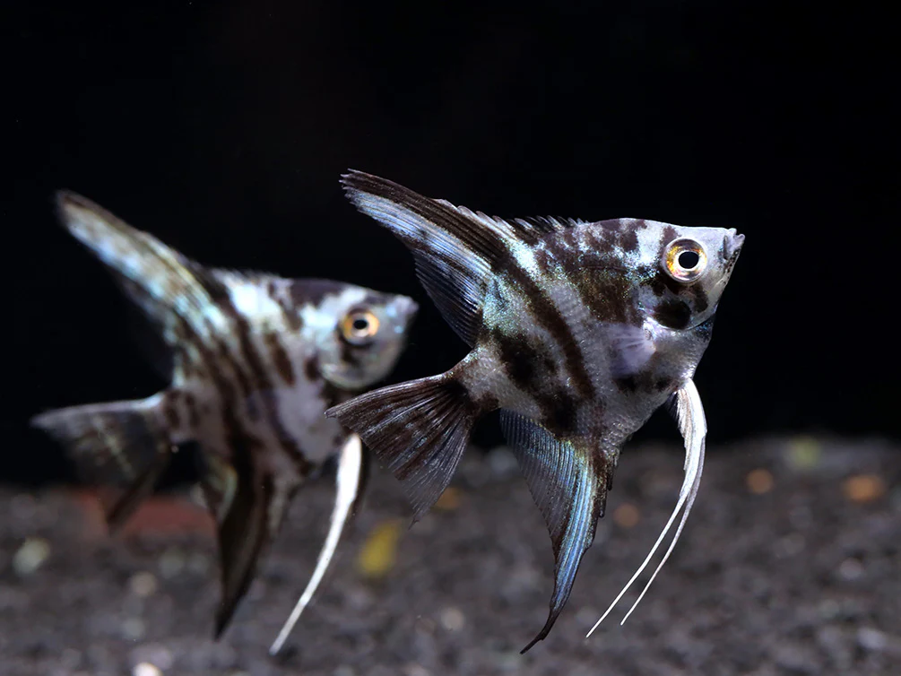 Blue Turquoise Marble Angelfish (Pterophyllum scalare) – Tank Bred - Nestor' Aquariums & Pets