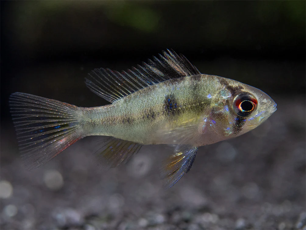 German Blue Ram Dwarf Cichlid (Mikrogeophagus ramirezi) - Tank-Bred! - Nestor' Aquariums & Pets