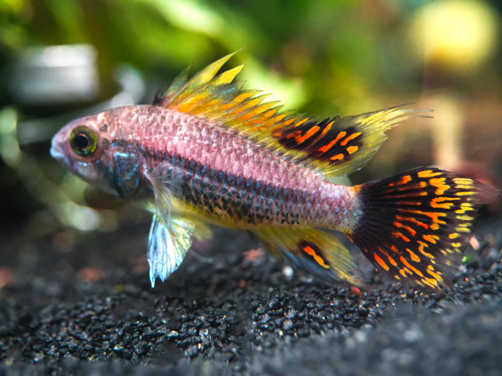 Triple Red Cockatoo Dwarf Cichlid (Apistogramma cacatuoides), Tank-Bred - Nestor' Aquariums & Pets