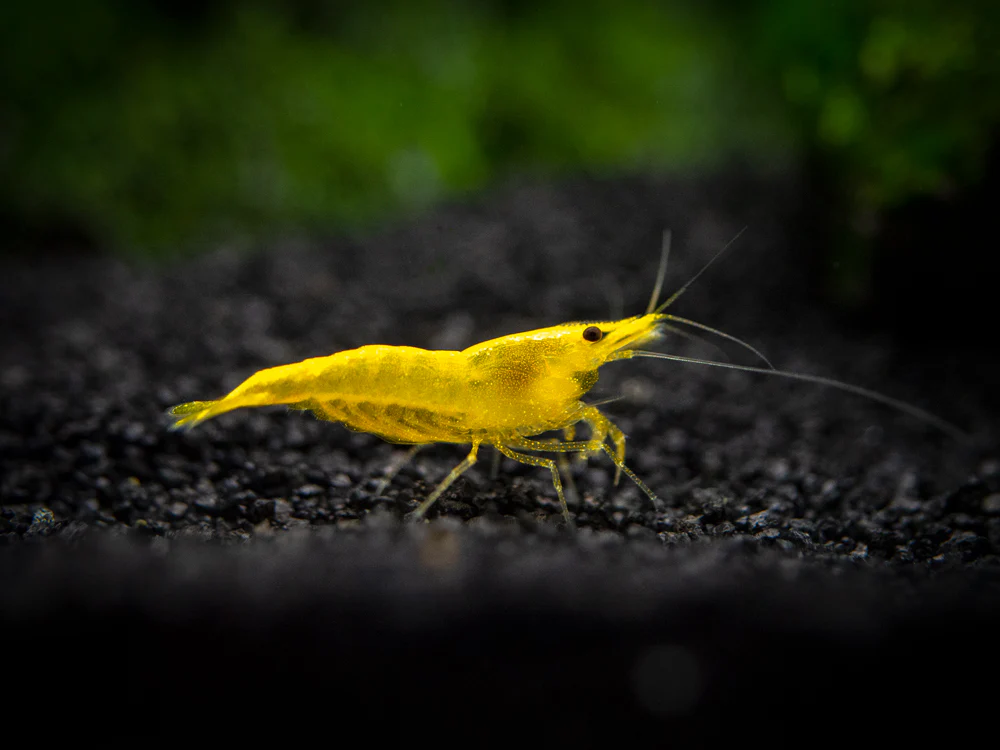 Golden Back Yellow Shrimp Breeder Combo Box - Nestor' Aquariums & Pets