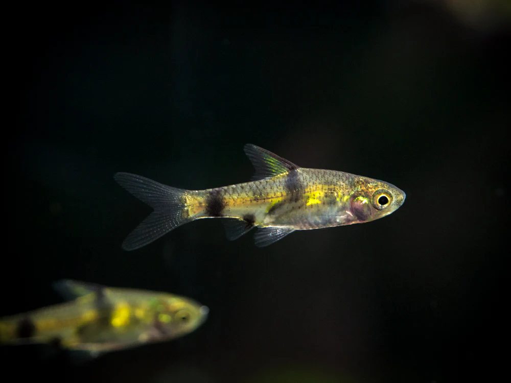 Golden Dwarf Barb (Pethia gelius), Tank-Bred!!! - Nestor' Aquariums & Pets