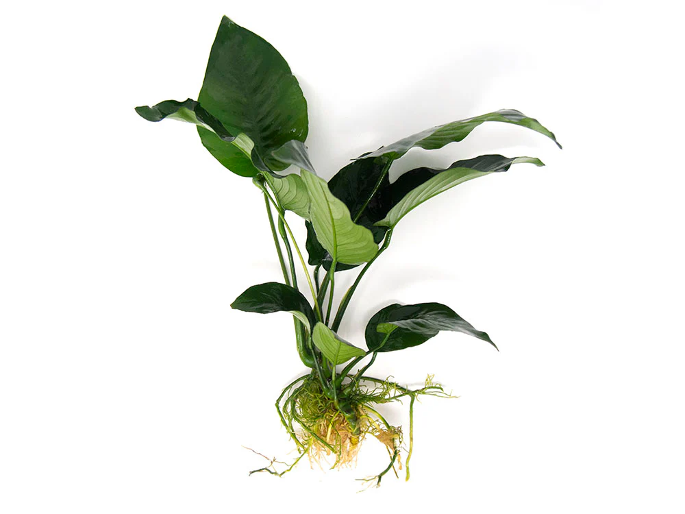 Anubias barteri Large 