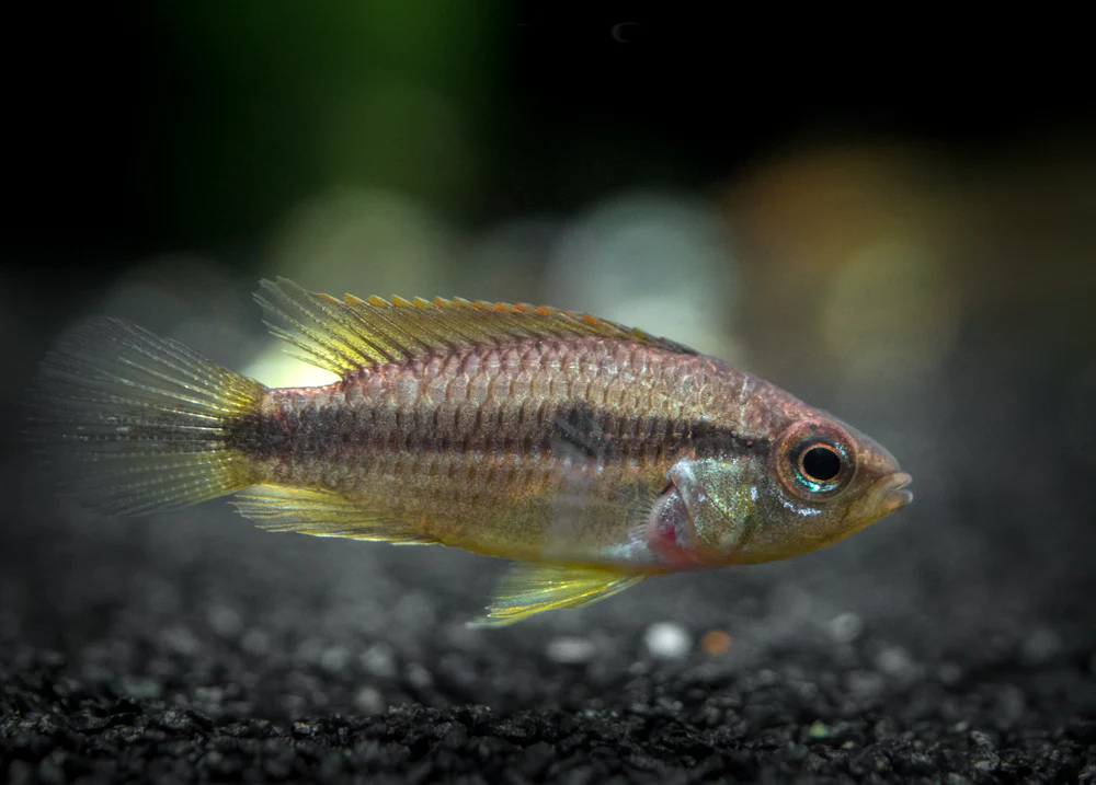 Agassizi's Dwarf Cichlid (Apistogramma cf. agassizii) - Tank-Bred! - Nestor' Aquariums & Pets
