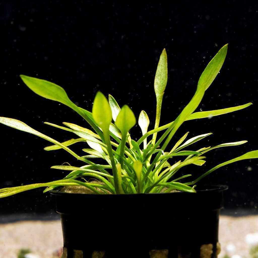 Cryptocoryne Parva - Nestor' Aquariums & Pets
