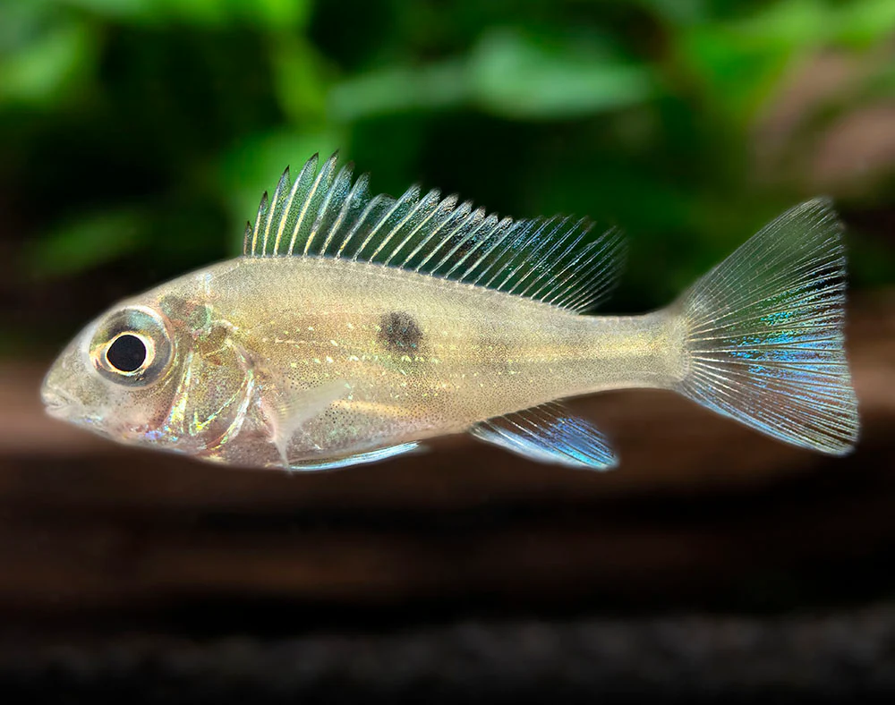 Sven's Eartheater Cichlid (Geophagus sveni), Tank-Bred! - Nestor' Aquariums & Pets
