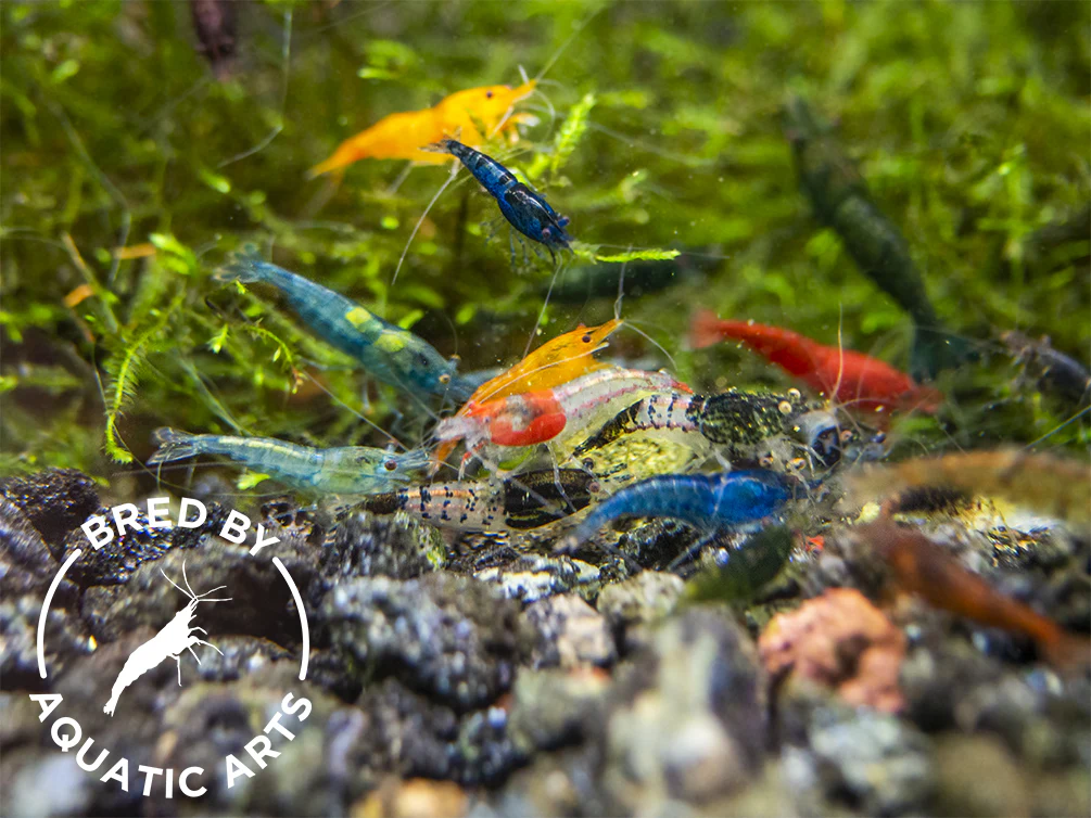 Bred By Aquatic Arts Neocaridina Shrimp Combo Box (Neocaridina davidi) - Nestor' Aquariums & Pets