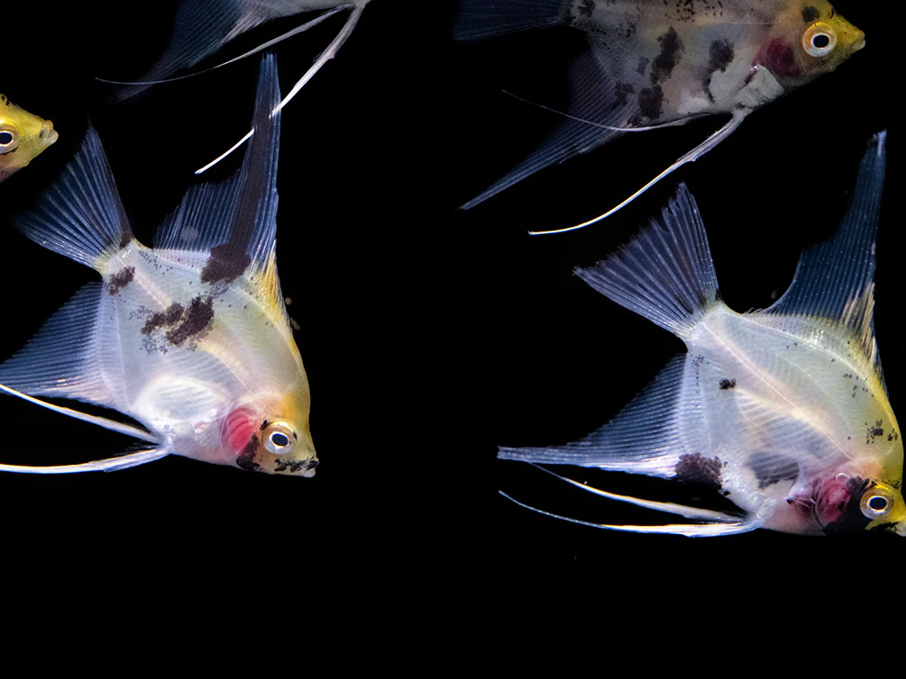 Koi Angelfish (Pterophyllum scalare) - Tank-Bred! - Nestor' Aquariums & Pets