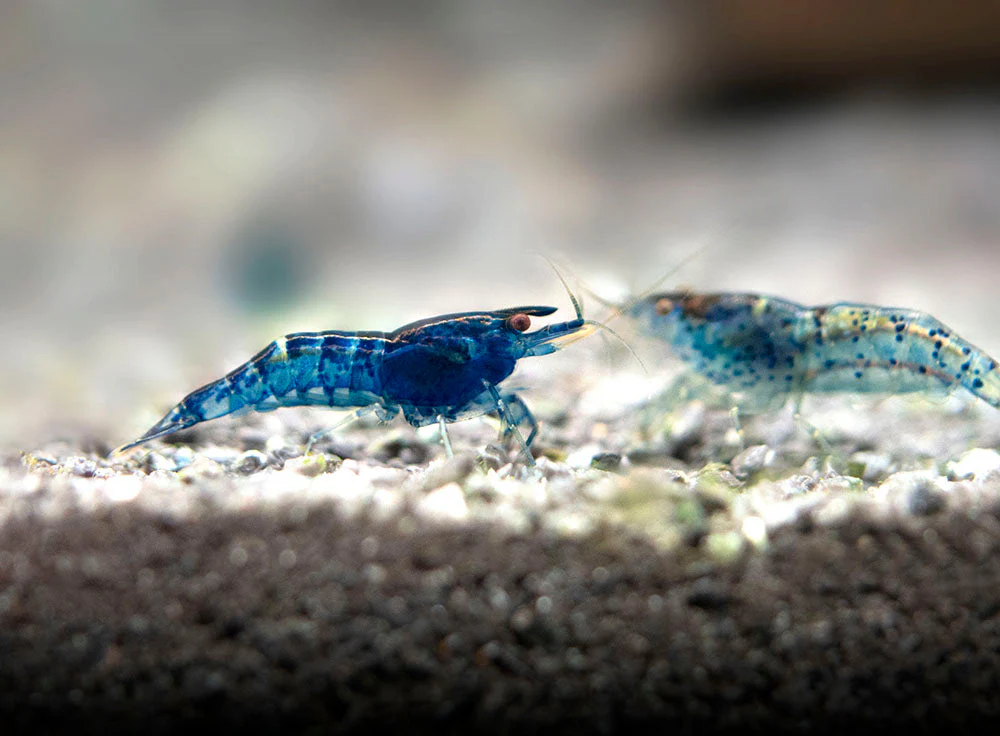 Dream Blue Velvet Shrimp Breeder Combo Box - Nestor' Aquariums & Pets