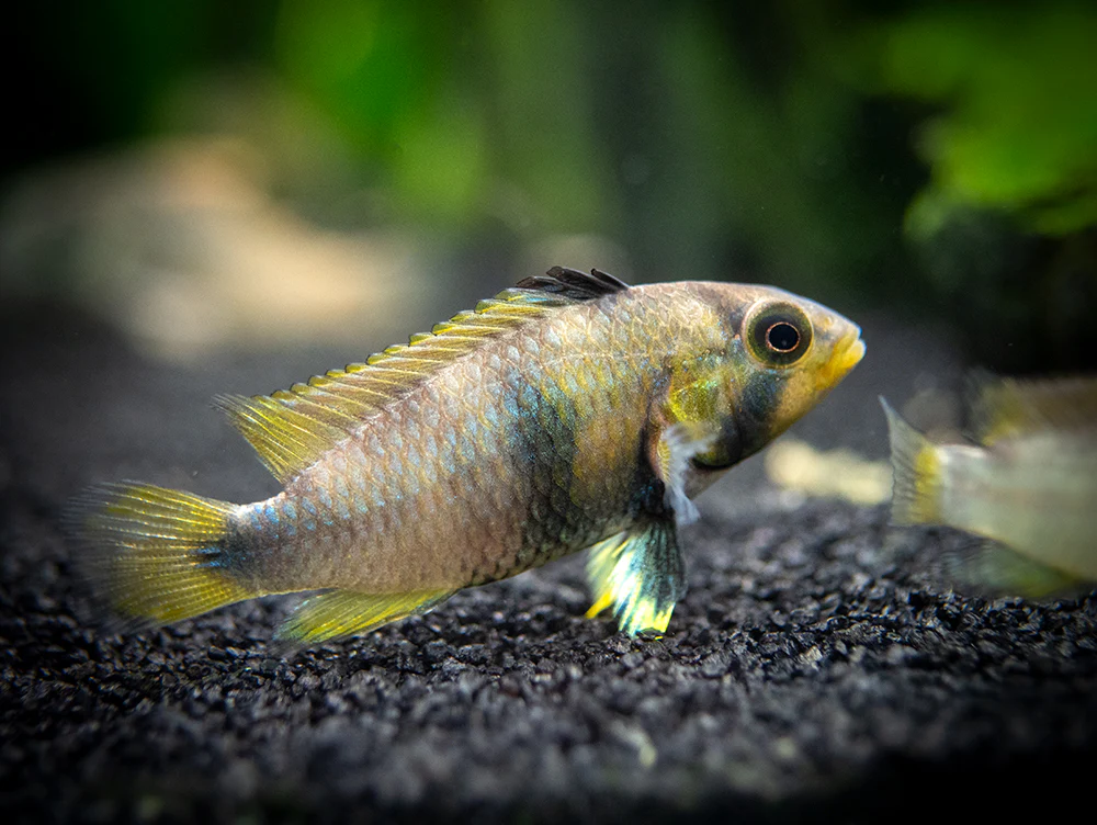Blue Panda Dwarf Cichlid (Apistogramma panduro/pandurini) - TANK-BRED!!! - Nestor' Aquariums & Pets