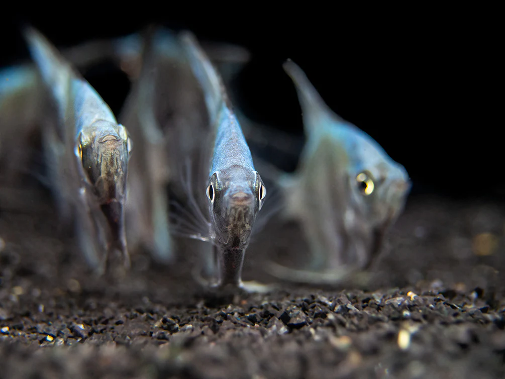 Blue Diamond Angelfish (Pterophyllum scalare) - Tank-Bred! - Nestor' Aquariums & Pets