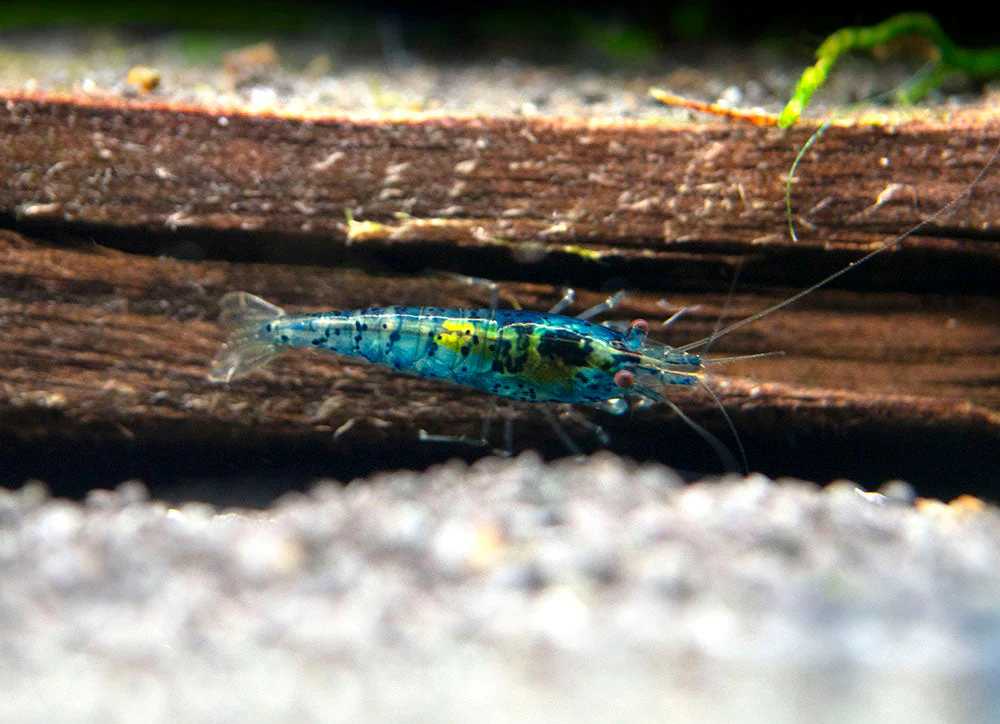 Dream Blue Velvet Shrimp Breeder Combo Box - Nestor' Aquariums & Pets