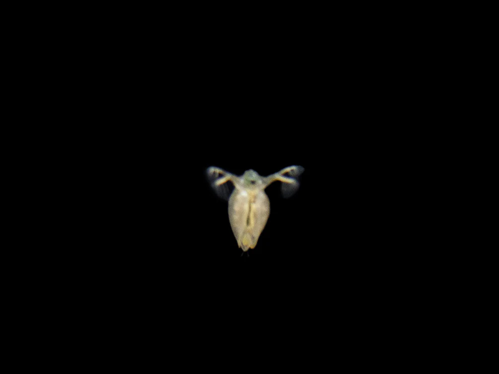 Live Daphnia AKA Water Flea (Daphnia magna) Culture - Aquatic Arts - Nestor' Aquariums & Pets