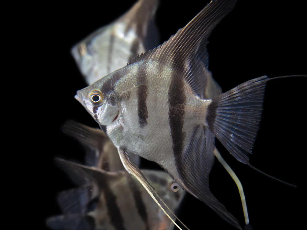 Rio Xingu Angelfish (Pterophyllum scalare), Tank-Bred - Nestor' Aquariums & Pets