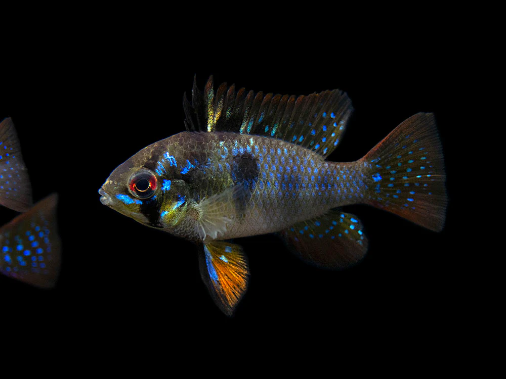 German Black Ram Dwarf Cichlid (Mikrogeophagus ramirezi 