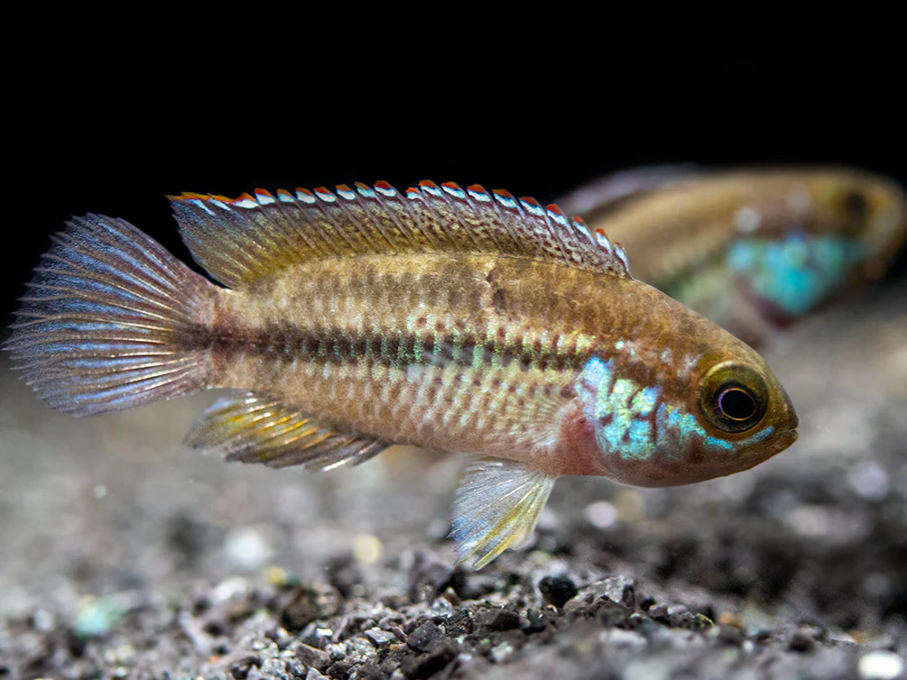 Golden Dwarf Cichlid (Nannacara anomala), - Tank Bred - Nestor' Aquariums & Pets