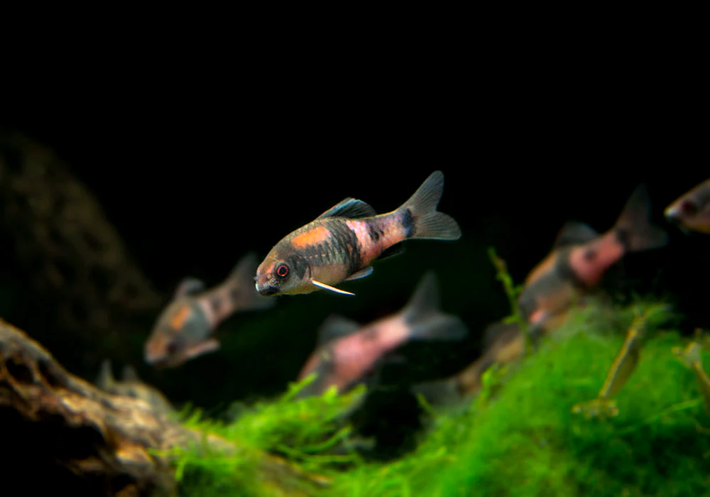 Red Panda AKA Melon Barb (Haludaria fasciata) - Nestor' Aquariums & Pets