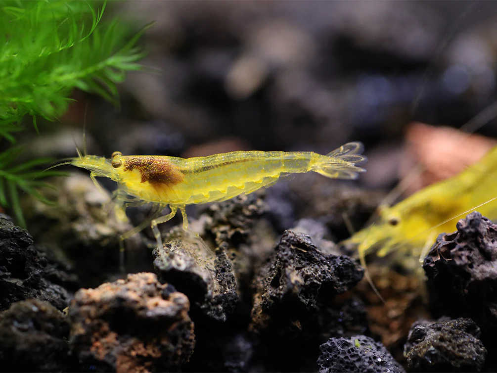 Lemon Yellow Amano Shrimp (Caridina multidentata 