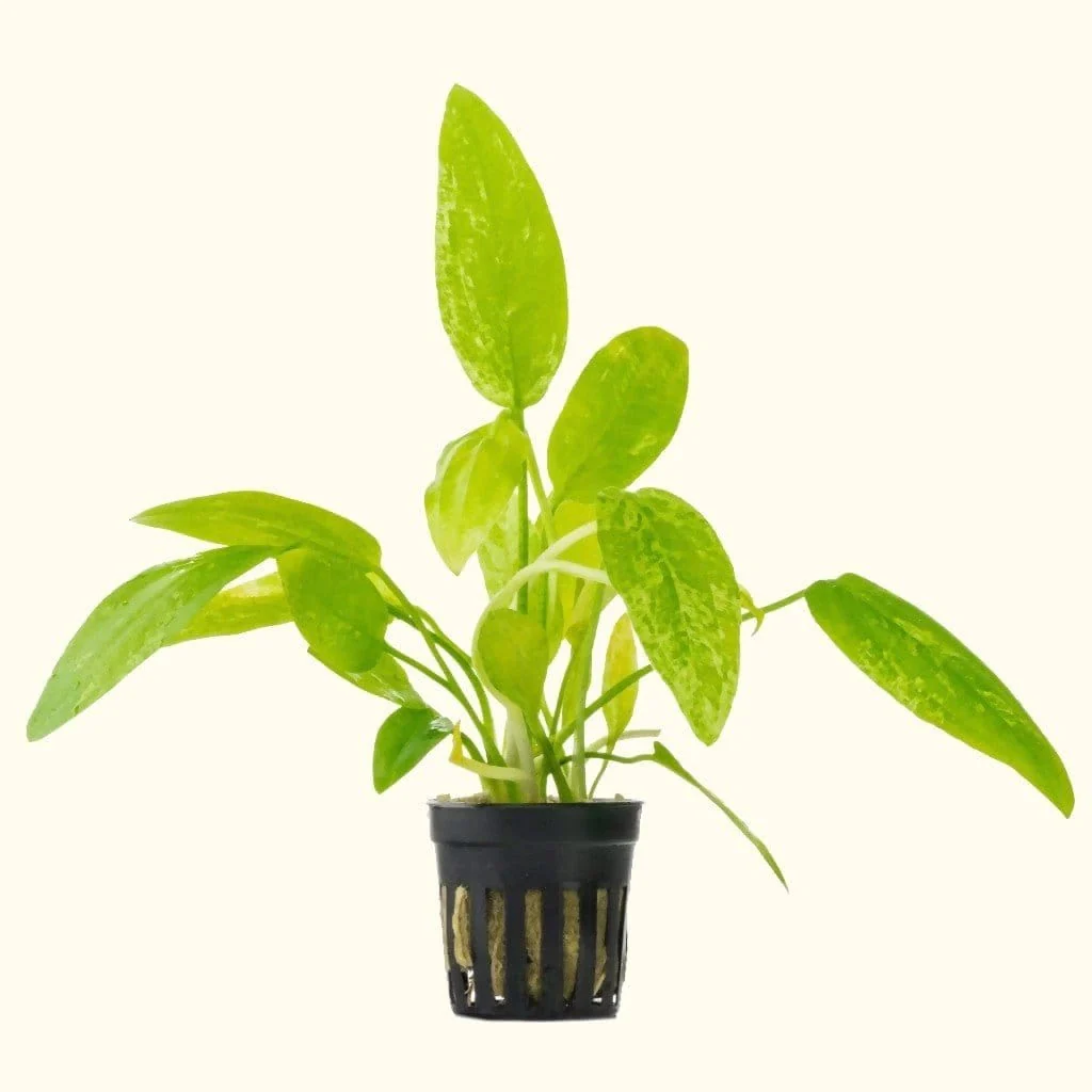 Radican Marble Queen Sword - Nestor' Aquariums & Pets