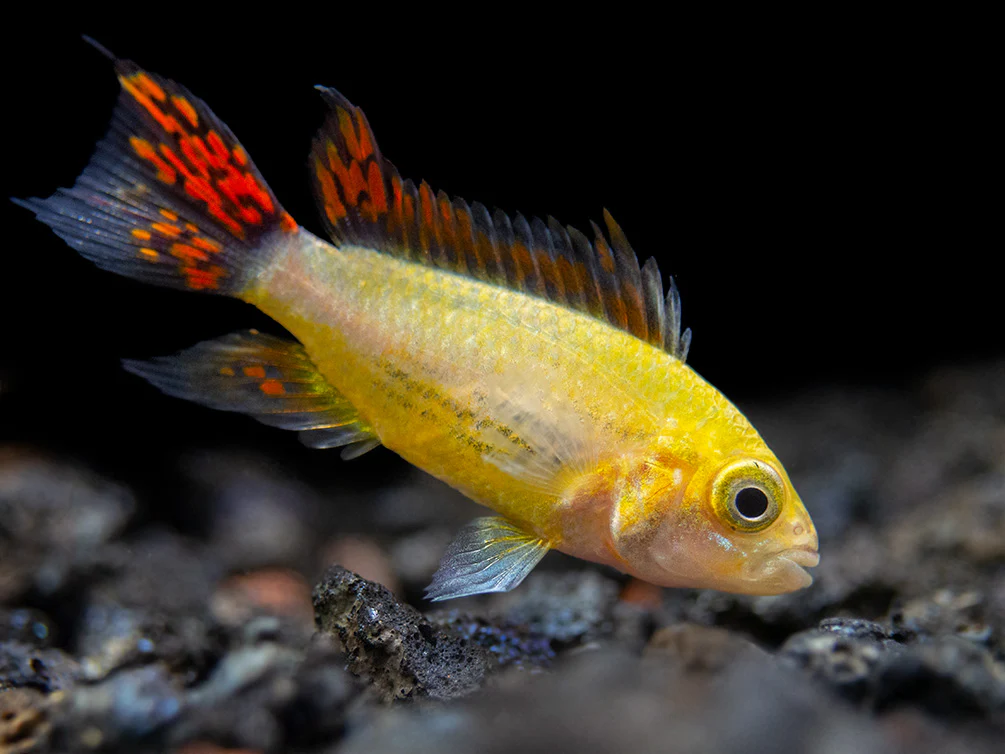 South & Central American Cichlids - Nestor' Aquariums & Pets