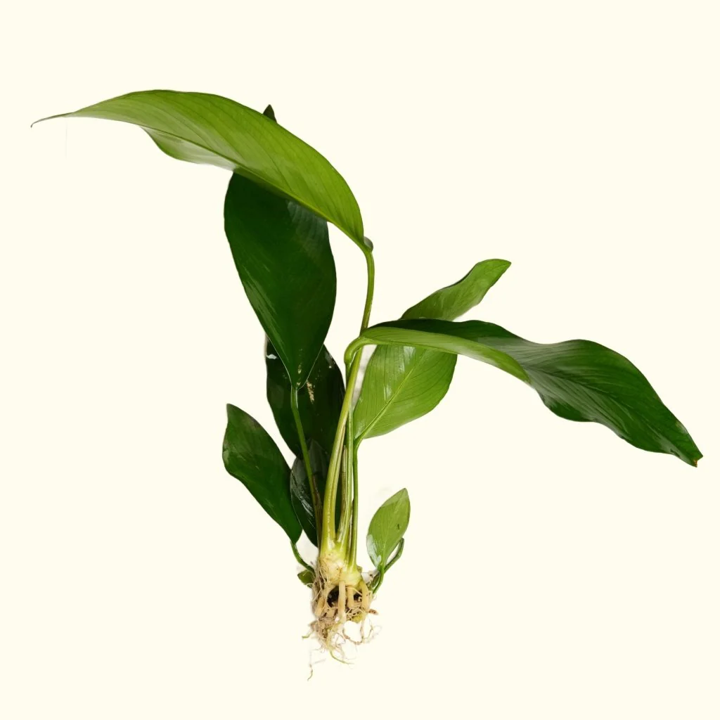 Anubias Hastifolia - Nestor' Aquariums & Pets